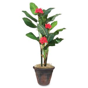 Golite nu-dell 7ft. Flowering Banana Tree