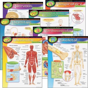 Trend The Human Body Chart Pack