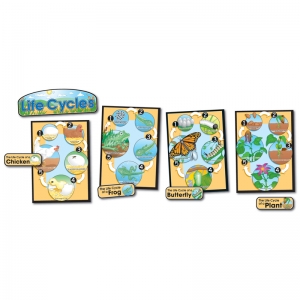 Life Cycles Bulletin Board Set