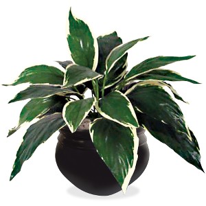 Golite nu-dell Artificial Hosta Plant with Container