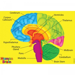 HUMAN BODY FOAM MANIPULATIVES BRAIN 