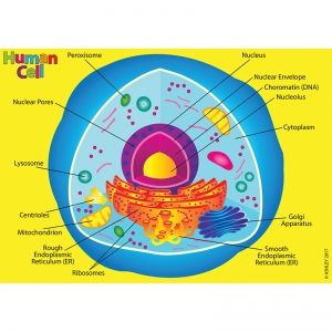 Foam Manipulatives Human Cell Model