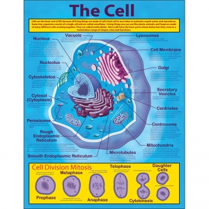 The Cell Chartlet 