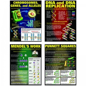 Dna & Heredity Poster Set 