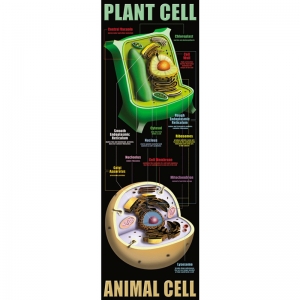 PLANT AND ANIMAL CELLS COLOSSAL POSTER